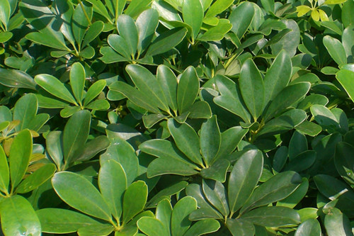 [-]8[-]loại[-]cây[-]trồng[-]đơn[-]giản[-]phòng[-]vi[-]rút[-]Zika[-]và[-]làm[-]đẹp[-]nhà[-]bạn